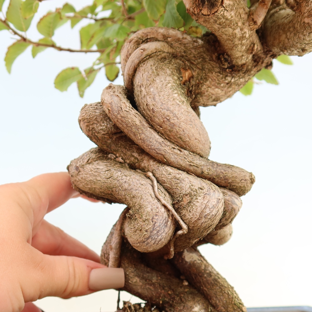 Outdoor bonsai -Carpinus CARPINOIDES - Korean Hornbeam