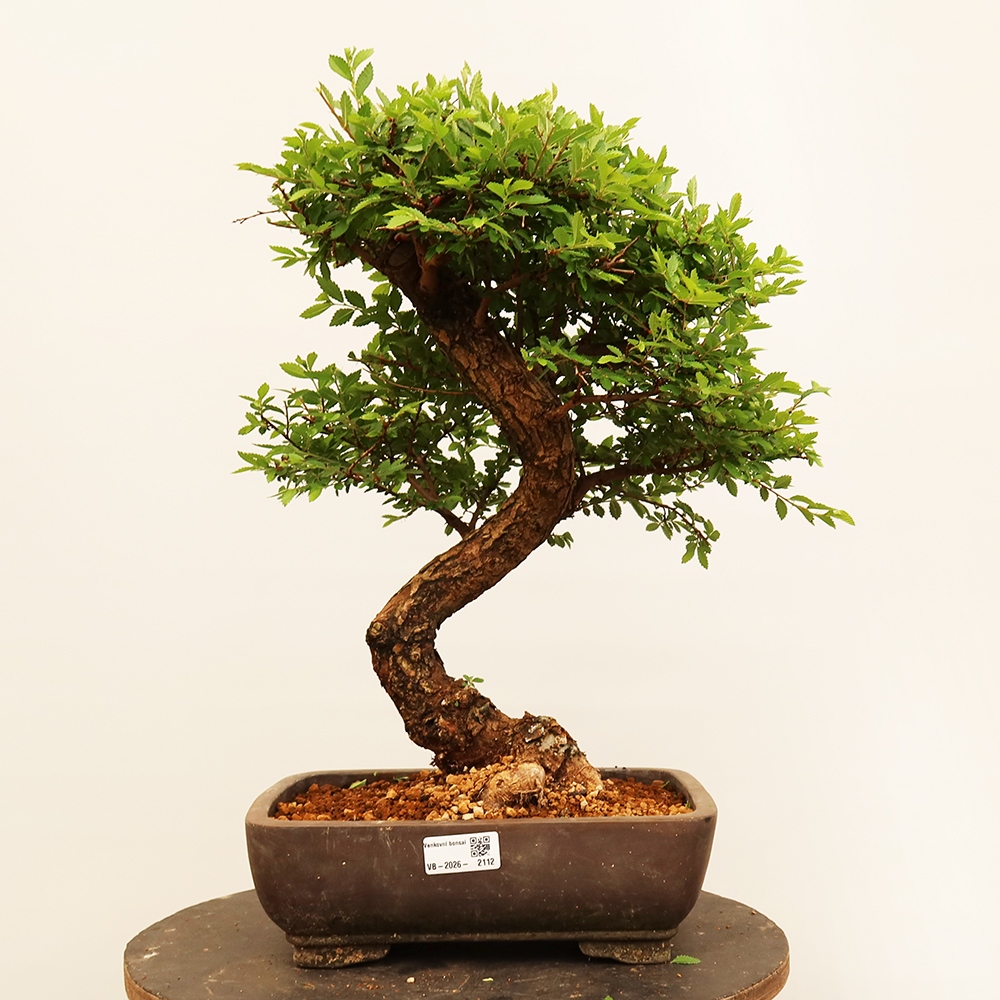 Outdoor bonsai - Zelkova - Zelkova NIRE