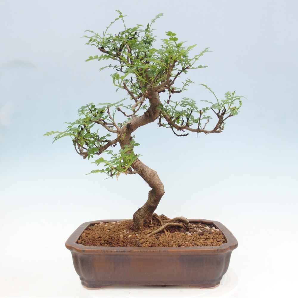 Room bonsai - Zantoxylum piperitum - pepper tree