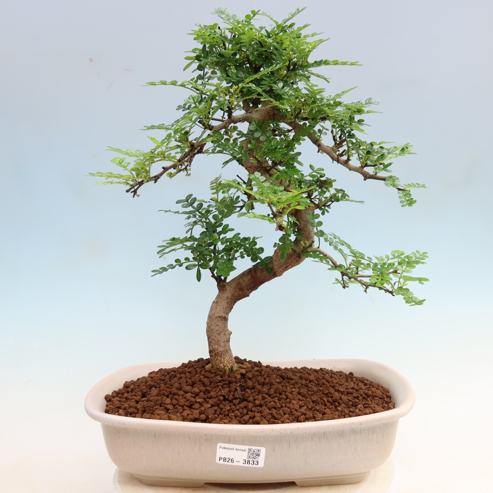 Room bonsai - Zantoxylum piperitum - pepper tree