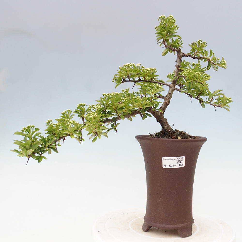 Outdoor Bonsai-Pyracanta Teton -Bakery