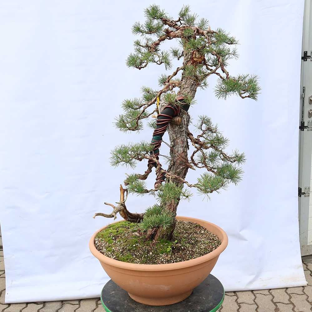 Pinus sylvestris Spain - Scots pine