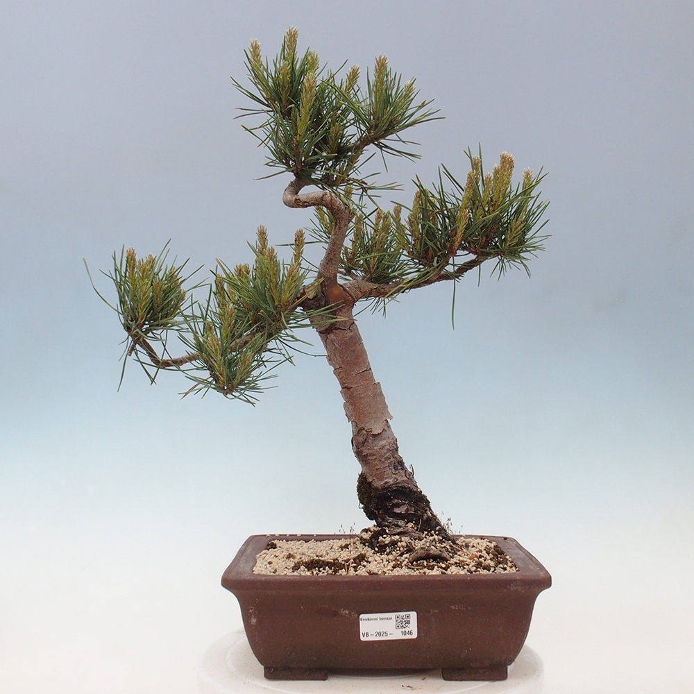 Outdoor bonsai - Pinus Sylvestris - Scots pine