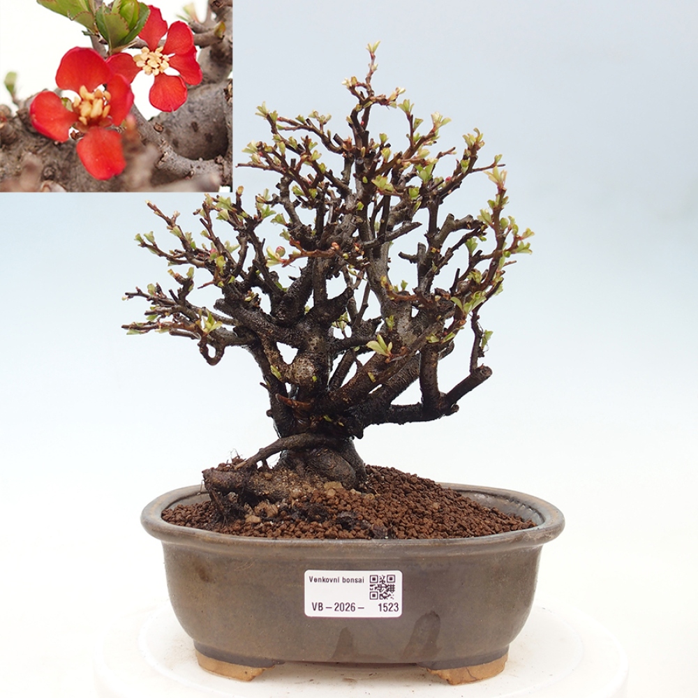 Outdoor bonsai - Chaneomeles speciosa - Quince