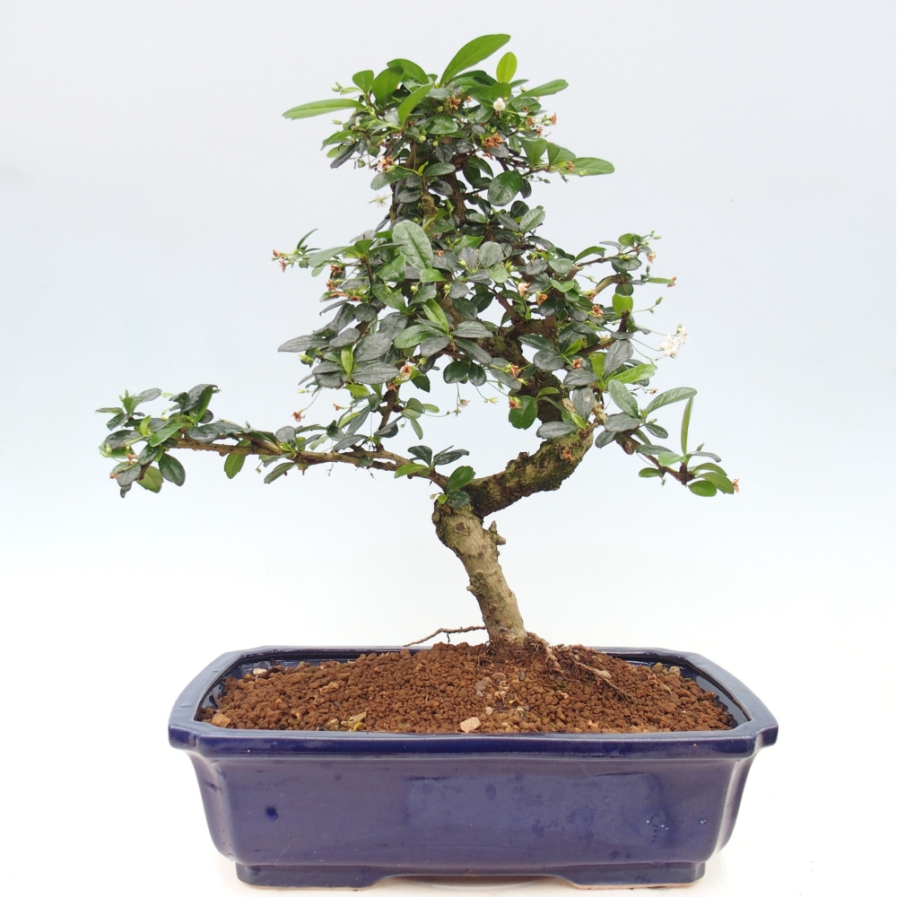 Room bonsai - Carmona macrophylla - Tea fuki