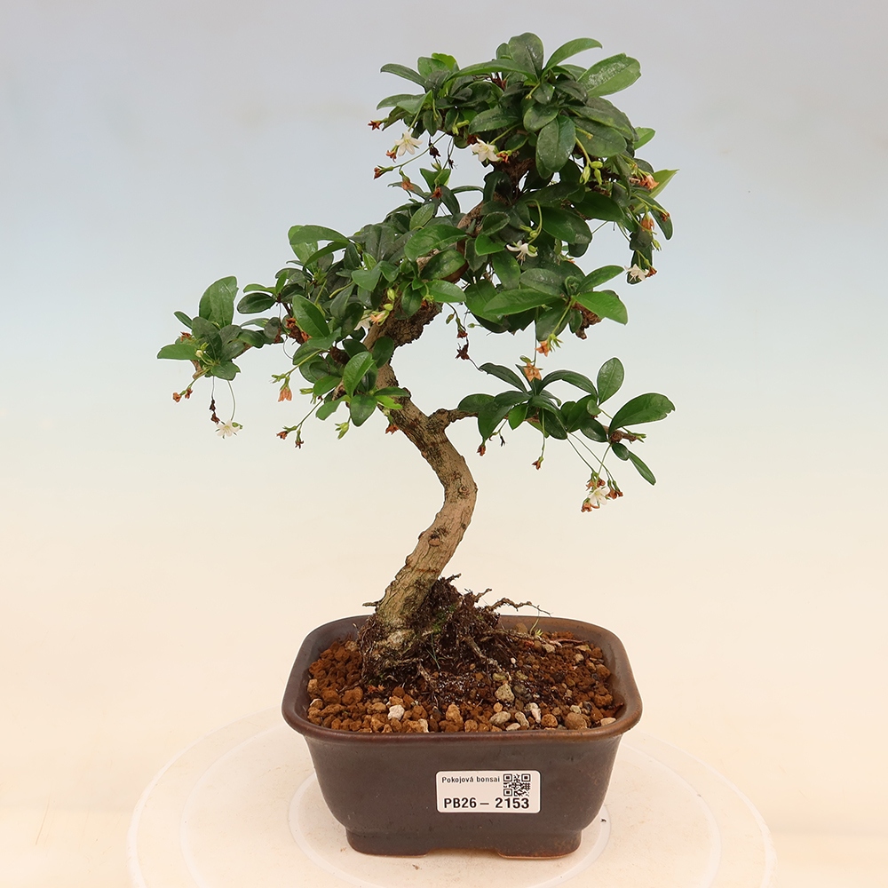 Room bonsai - Carmona macrophylla - Tea fuki