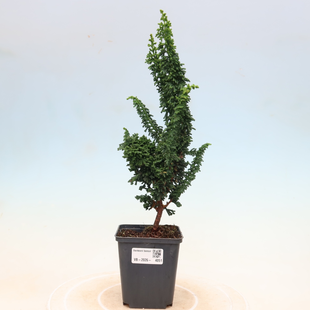 Outdoor bonsai - Cham. obtusa SEKKA HINOKI - Cypress