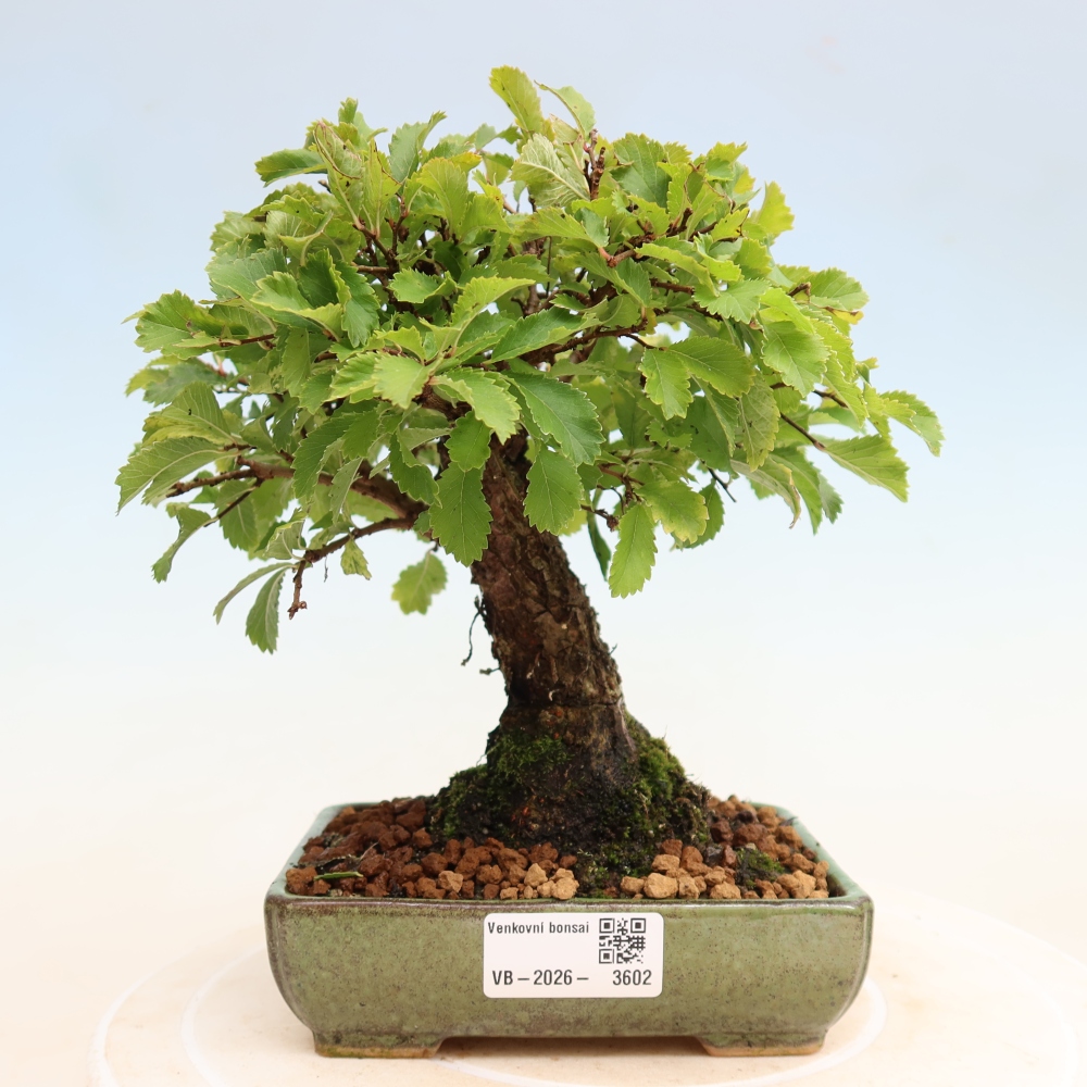 Outdoor bonsai - Zelkova - Zelkova NIRE