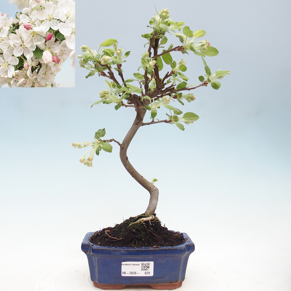 Outdoor bonsai -Malus halliana - Small-fruited apple tree