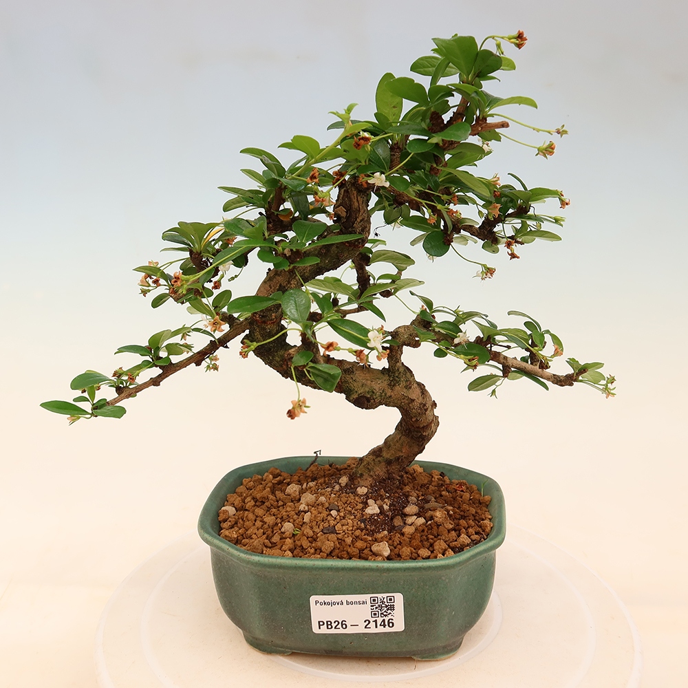 Room bonsai - Carmona macrophylla - Tea fuki