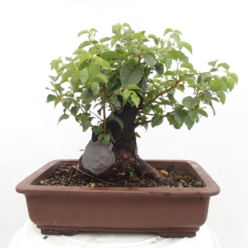 Outdoor bonsai - Mahalebka - Prunus mahaleb