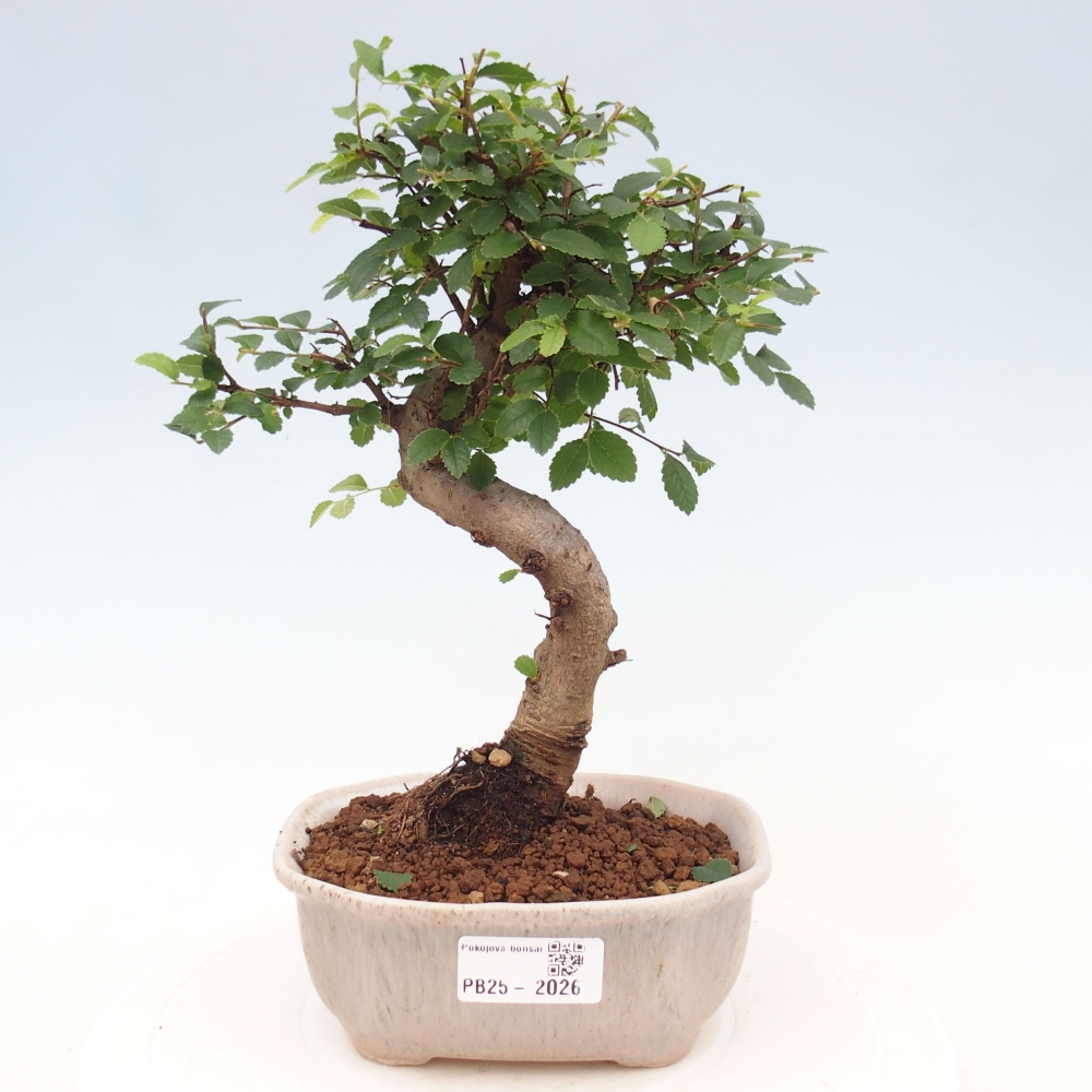 Room Malolistý elm bonsai