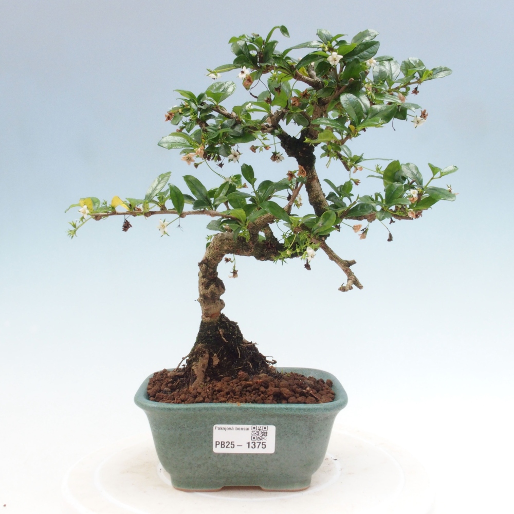 Indoor bonsai - Carmona macrophylla - Fuki tea