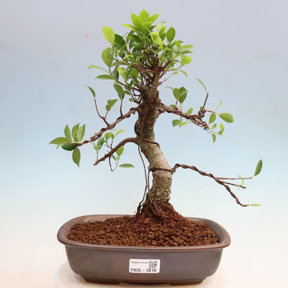 Room bonsai - Ficus kimmen - small-leaved ficus