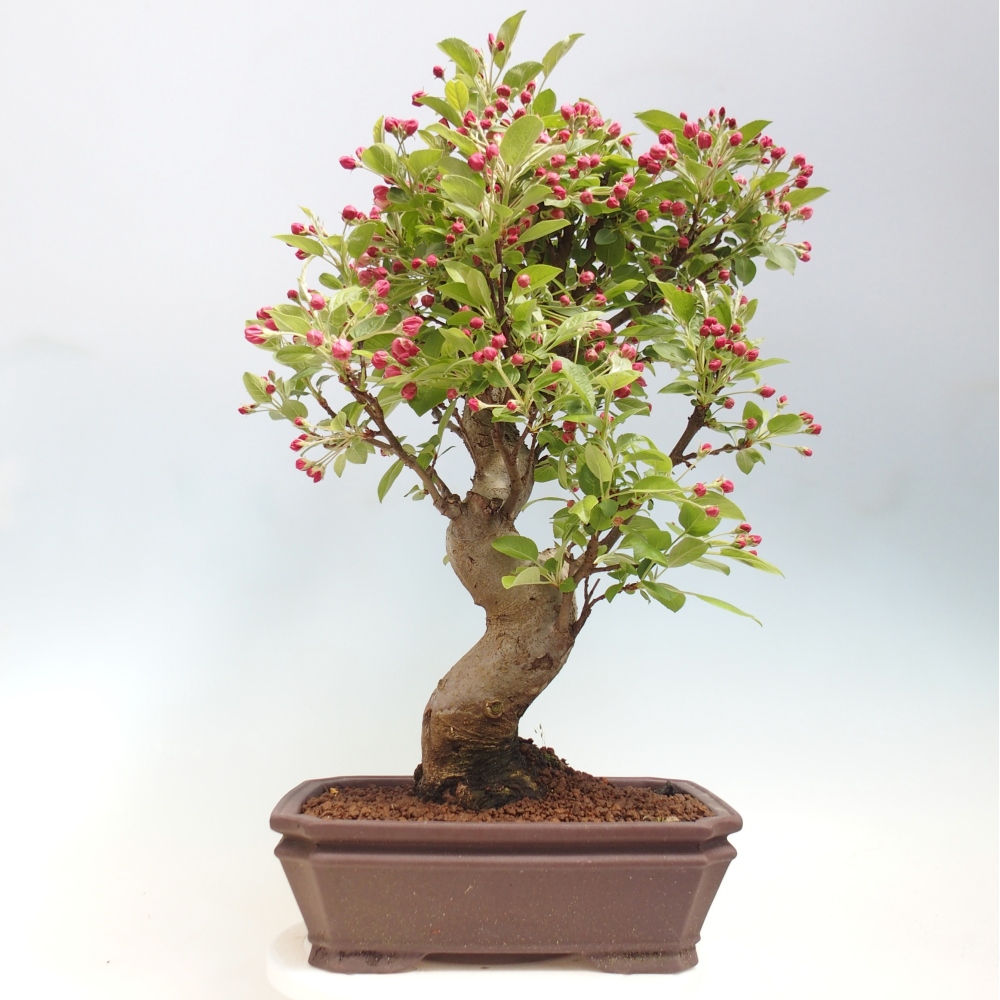 Outdoor bonsai -Malus halliana - Small-fruited apple tree