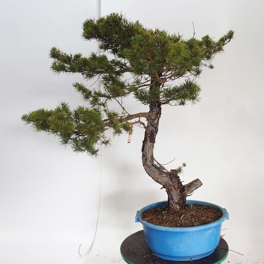 Yamadori - Pinus sylvestris Spain