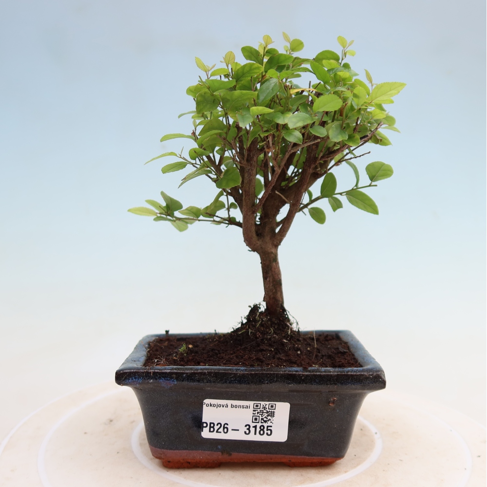 Room bonsai - Sageretia thea - Sageretia thea