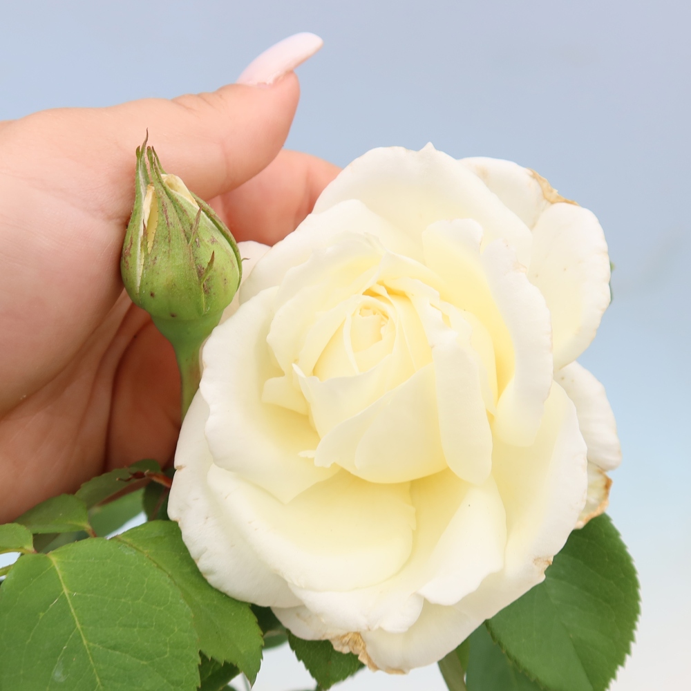 Outdoor Bonsai - Rosa Kordes - Rose