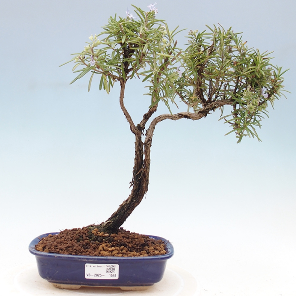 Outdoor bonsai - Rosemary - Rosmarinus officinalis