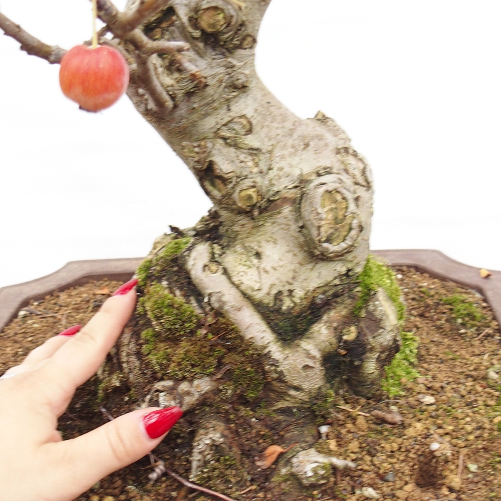 Outdoor bonsai - Malus halliana - Small-fruited apple tree