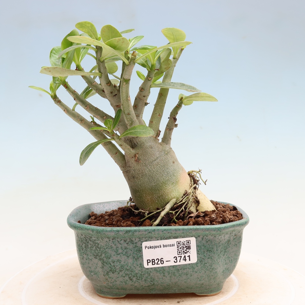 Indoor Bonsai - Adenium obesum Red Star - Desert Rose