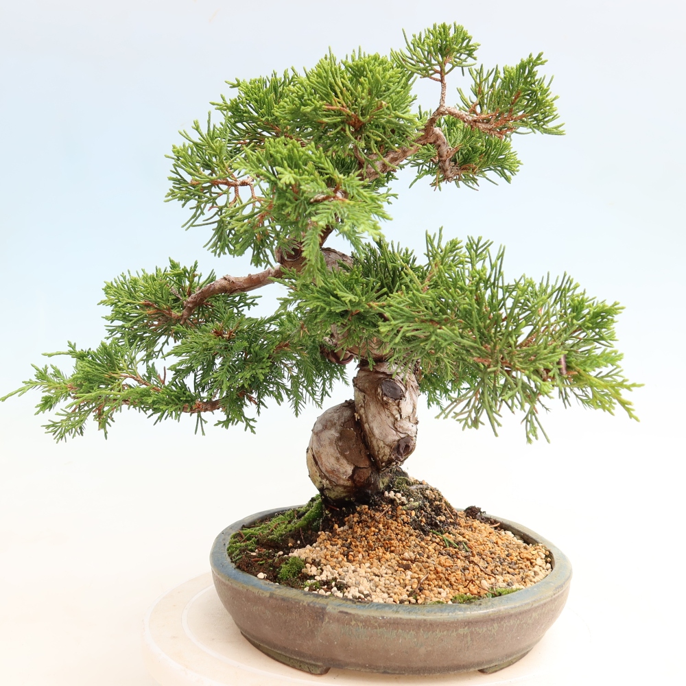 Outdoor Bonsai - Juniperus chinensis Itoigawa - Chinese Juniper