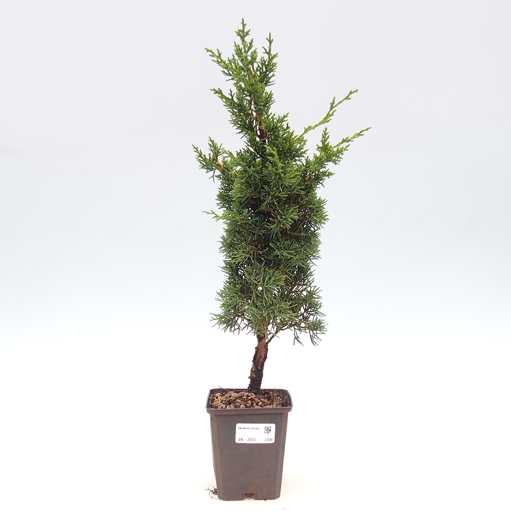 Outdoor bonsai - Juniperus chinensis Kishu - Chinese juniper