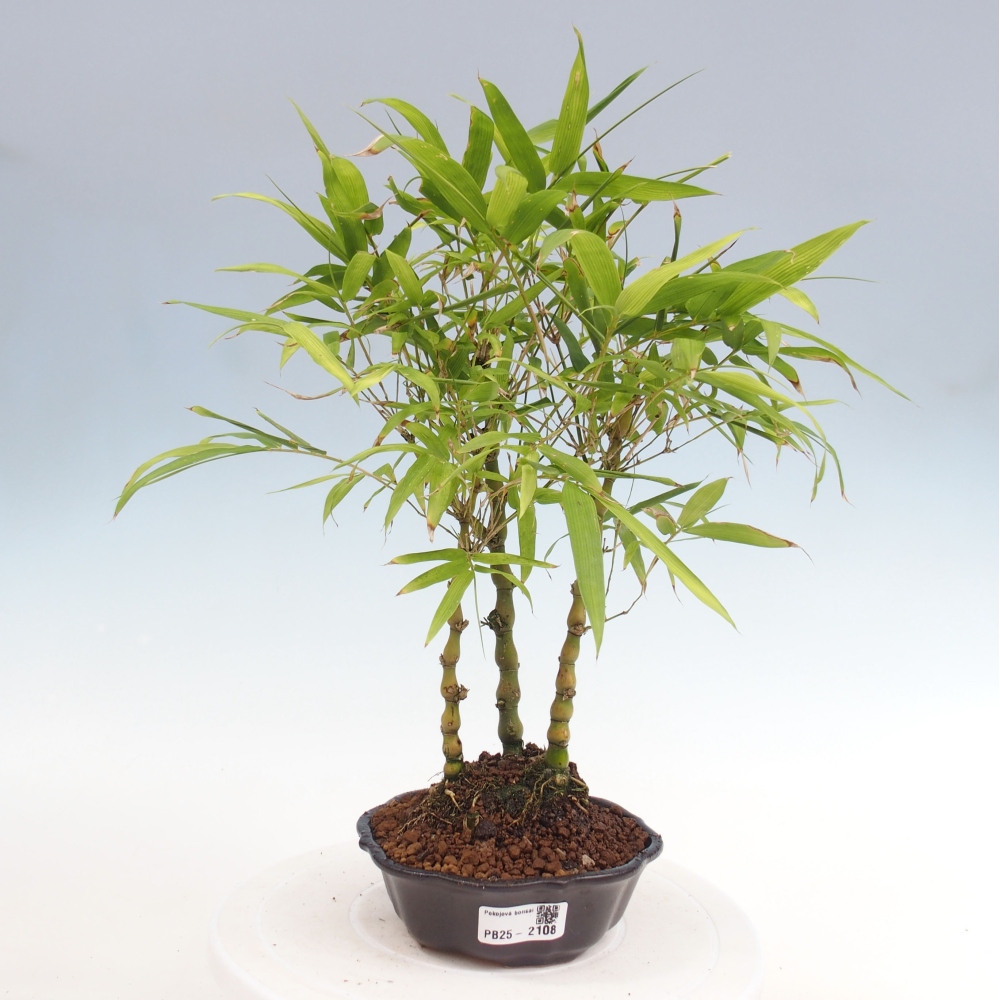 Indoor bonsai - Bamboo Buddha-Bamboo Buddha's belly