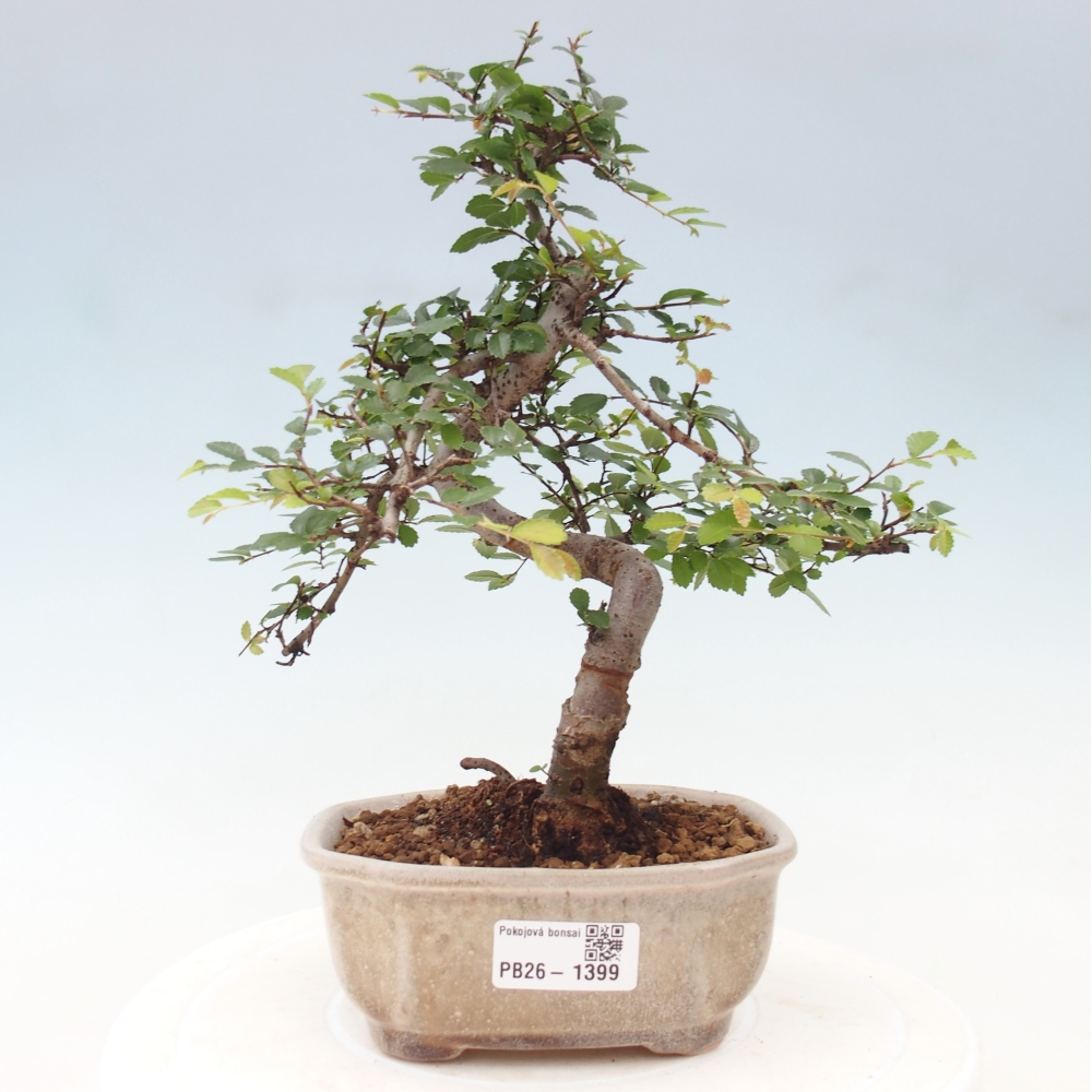 Room bonsai - Ulmus parvifolia - Small-leaved elm