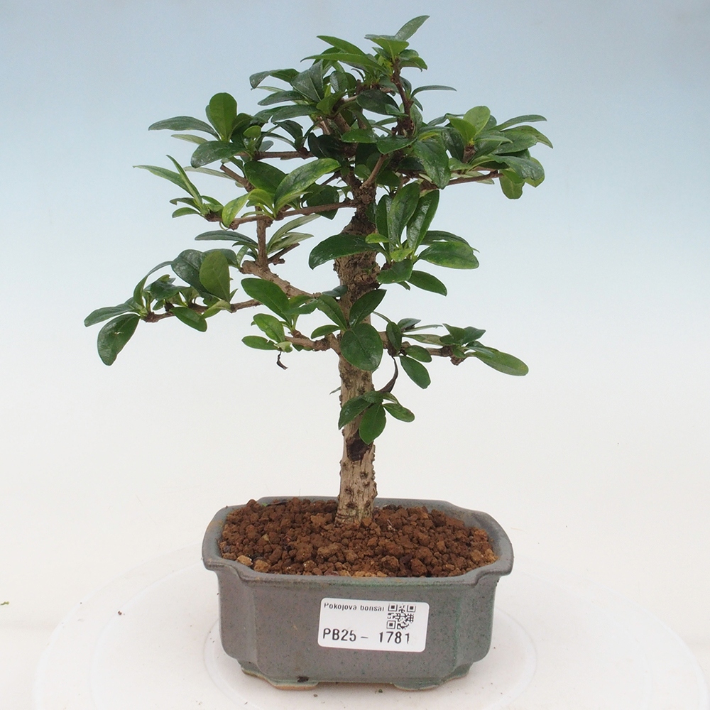 Indoor bonsai - Carmona macrophylla - Fuki tea