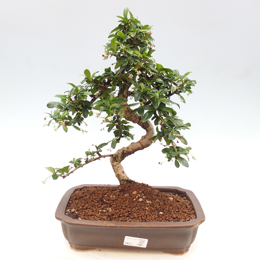 Room bonsai - Carmona macrophylla - Tea fuki
