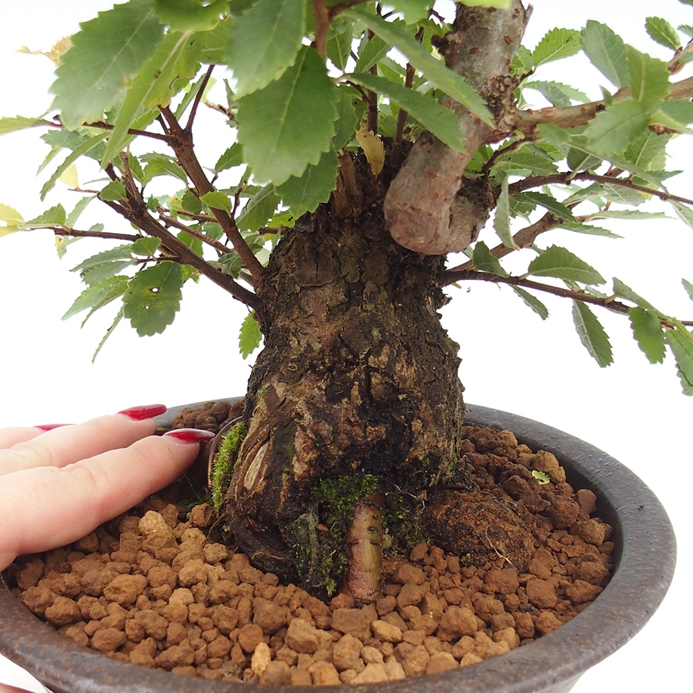 Outdoor bonsai - Zelkova - Zelkova serrata