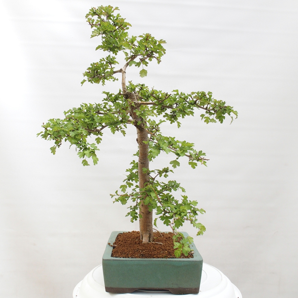 Outdoor bonsai - Hawthorn - Crataegus monogyna