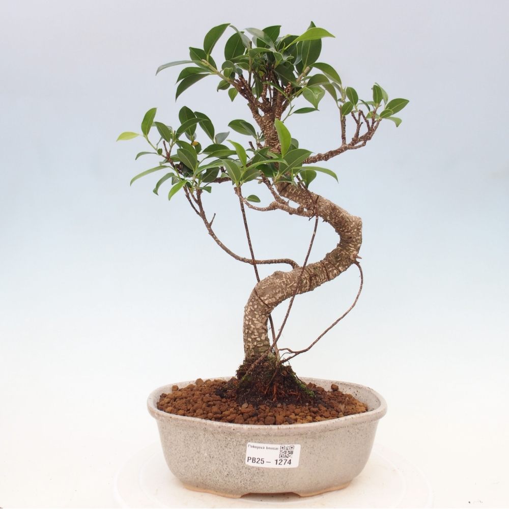 Indoor bonsai - Ficus retusa - small ficus