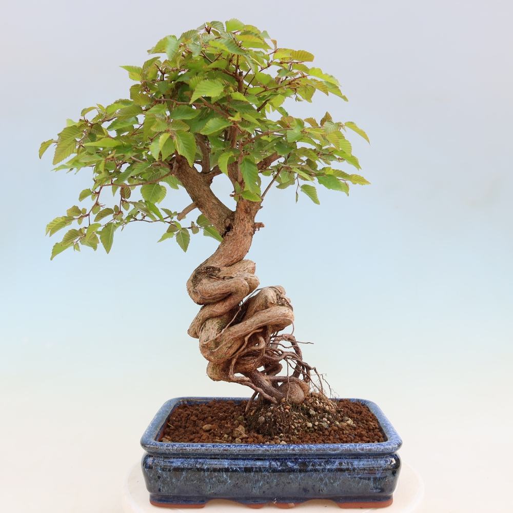 Outdoor bonsai -Carpinus coreana - Korean Hornbeam