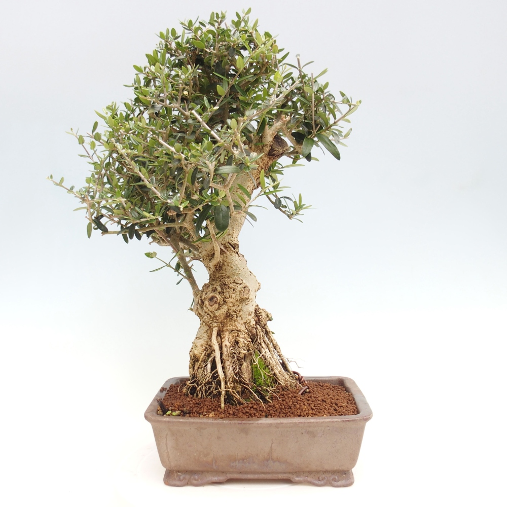 Indoor bonsai - Olea europaea sylvestris - European small-leaved olive oil