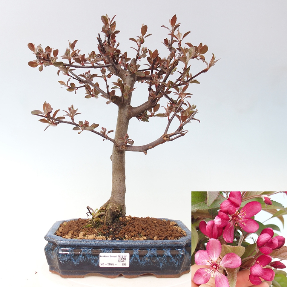 Outdoor bonsai -Malus domestica - Small-fruited red-leaved apple tree