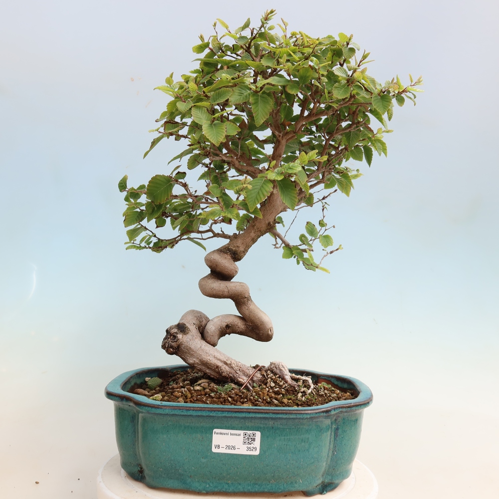 Outdoor bonsai -Carpinus CARPINOIDES - Korean Hornbeam