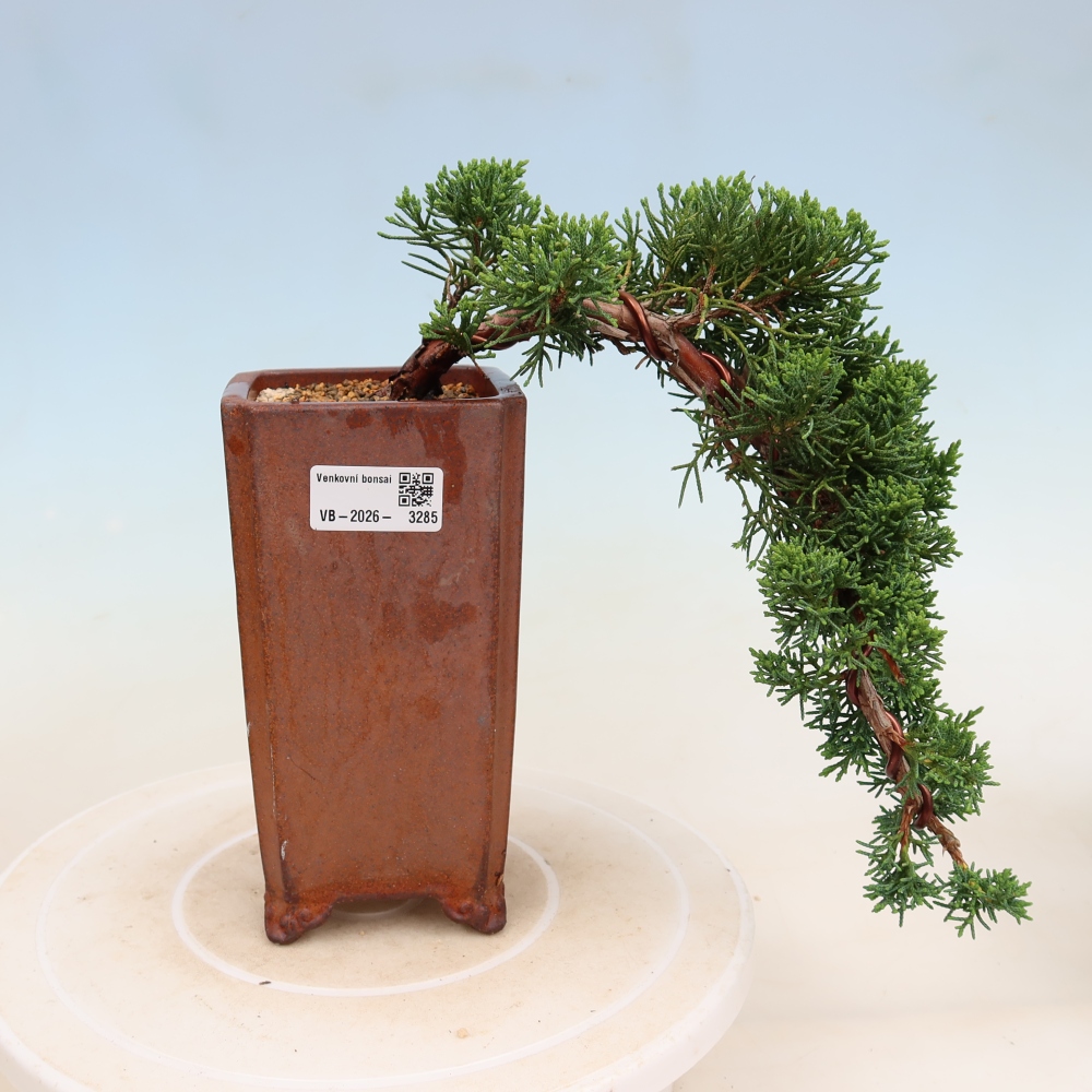 Outdoor bonsai - Juniperus chinensis Kishu