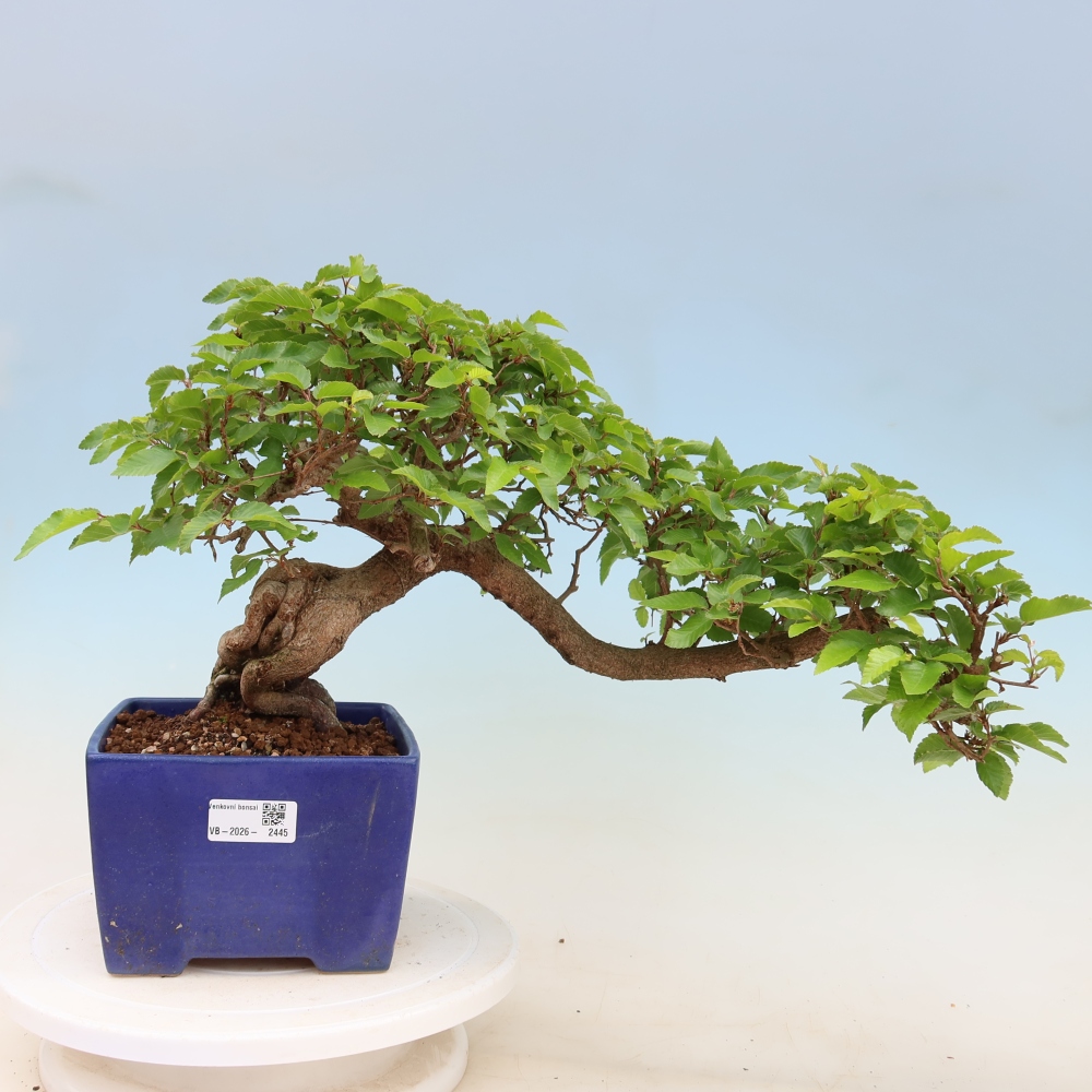 Outdoor bonsai -Carpinus coreana - Korean Hornbeam