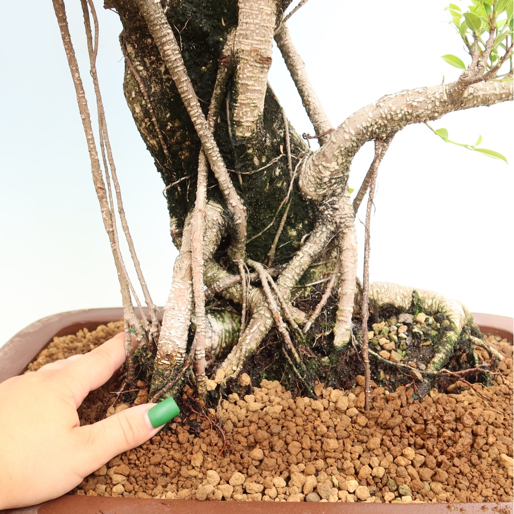 Room bonsai - Ficus kimmen - small-leaved ficus