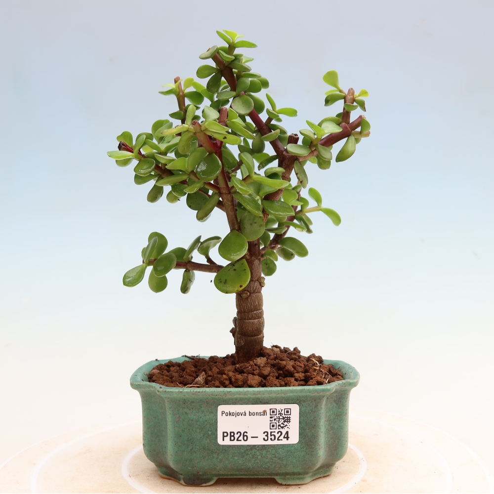 Room bonsai - Portulakaria Afra - Tlustice