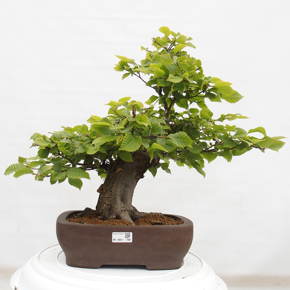 Outdoor bonsai - Hornbeam - Carpinus betulus