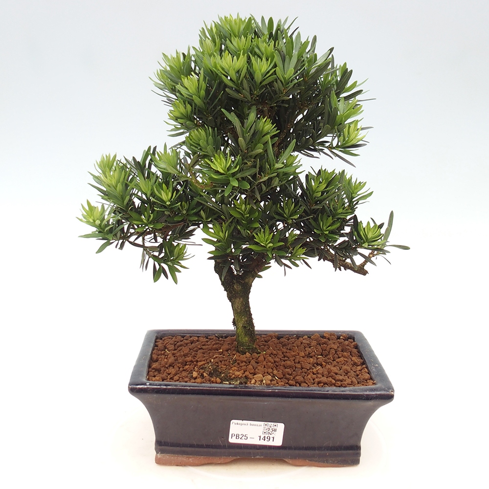 Indoor bonsai - Podocarpus - Stone thous