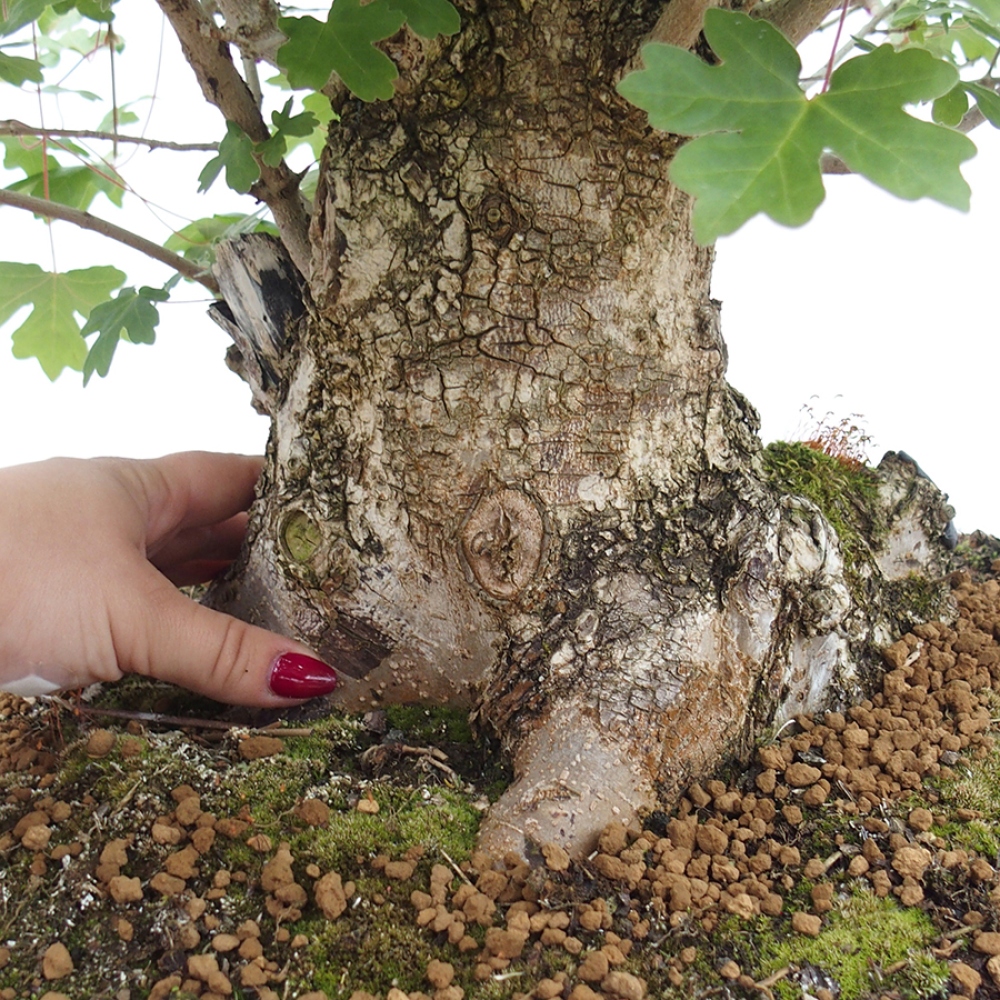 Outdoor bonsai - Baby maple - Acer campestre