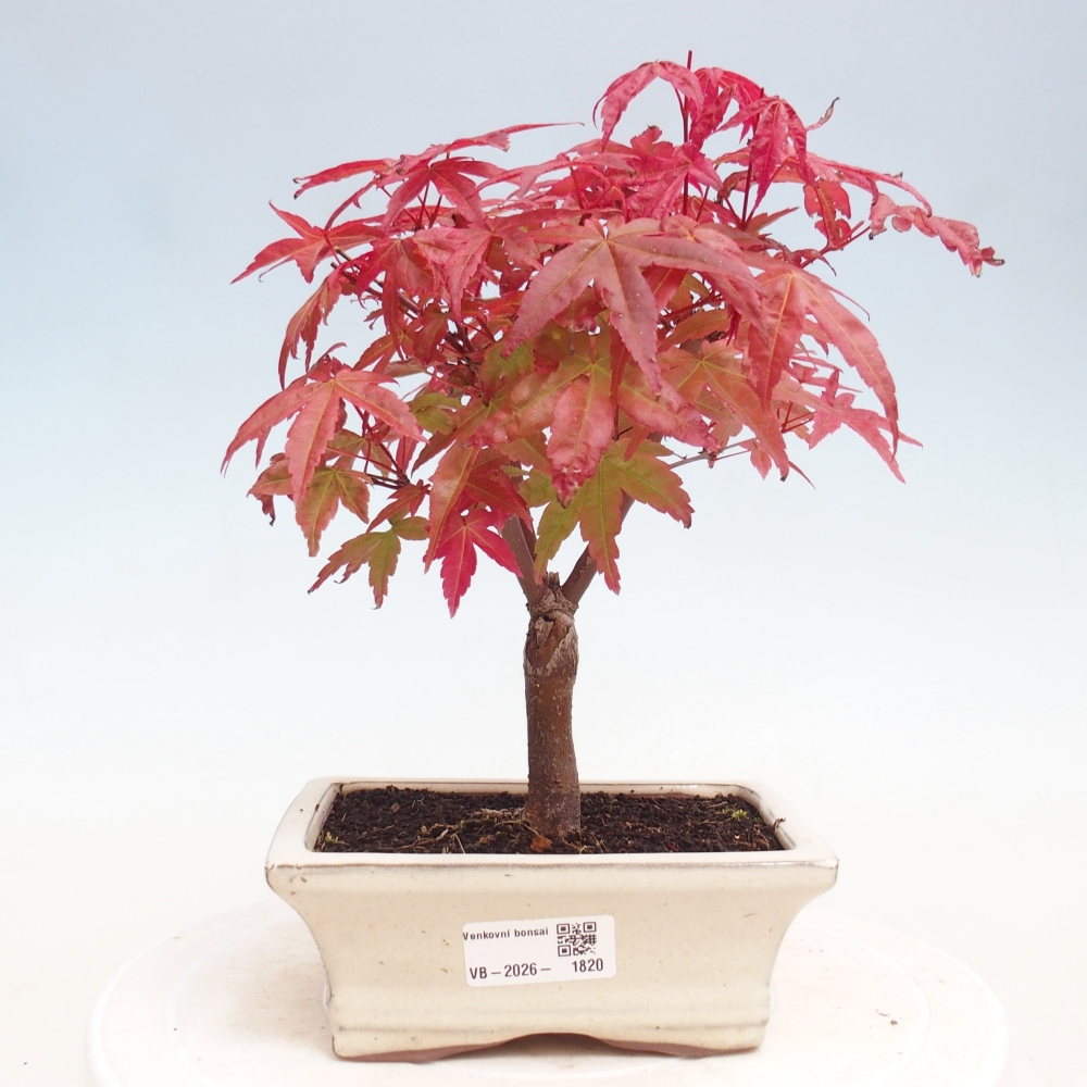 Outdoor bonsai - Acer palmatum DESHOJO