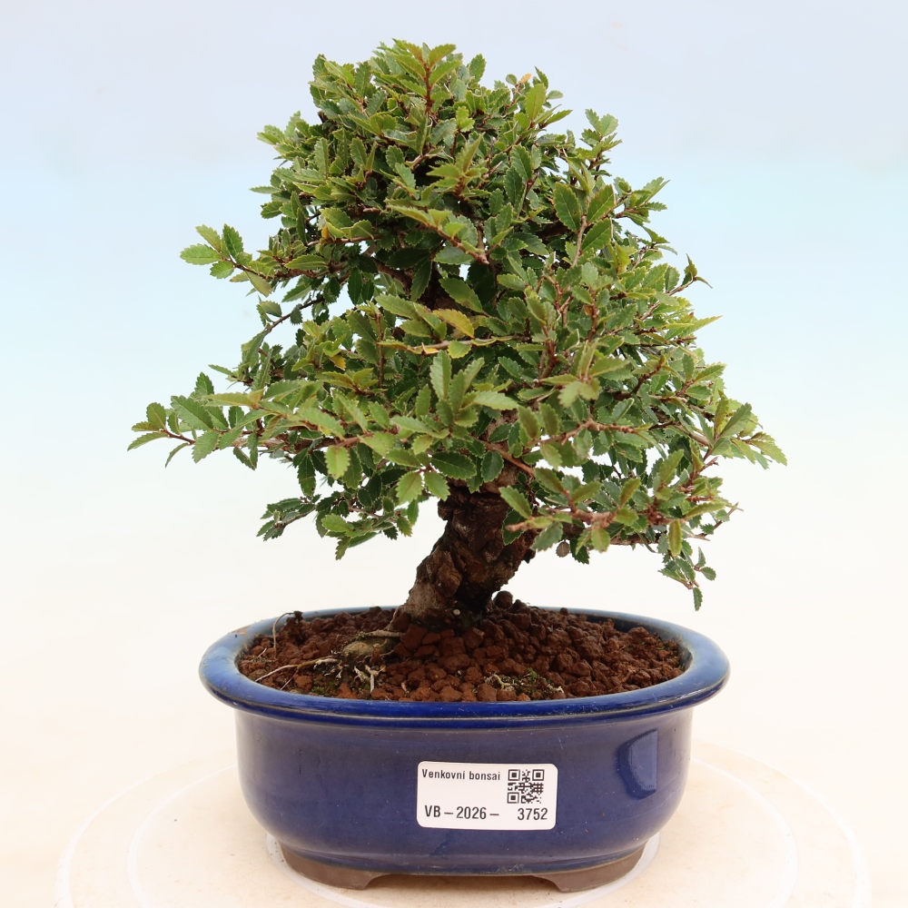 Outdoor bonsai - Zelkova - Zelkova NIRE