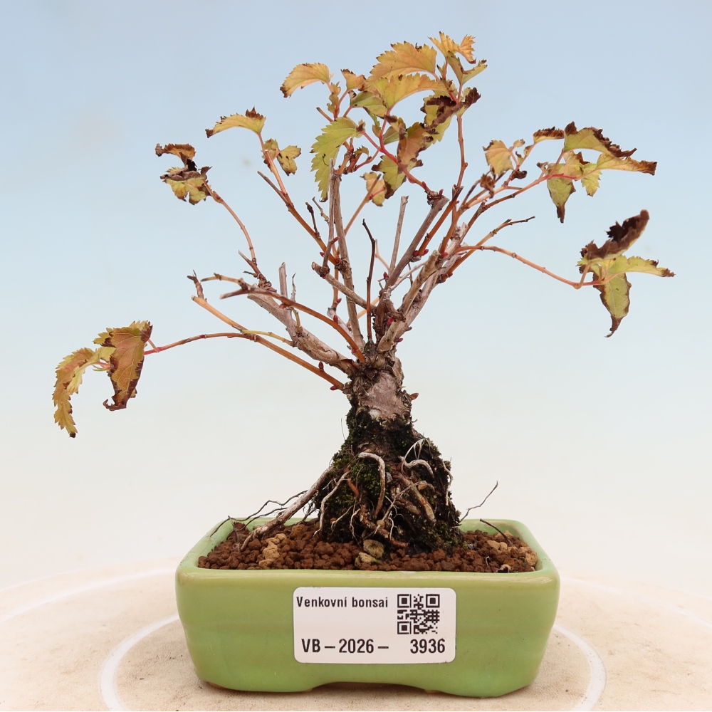 Outdoor Bonsai - Stephanandra incisa - Slender Stephanandra