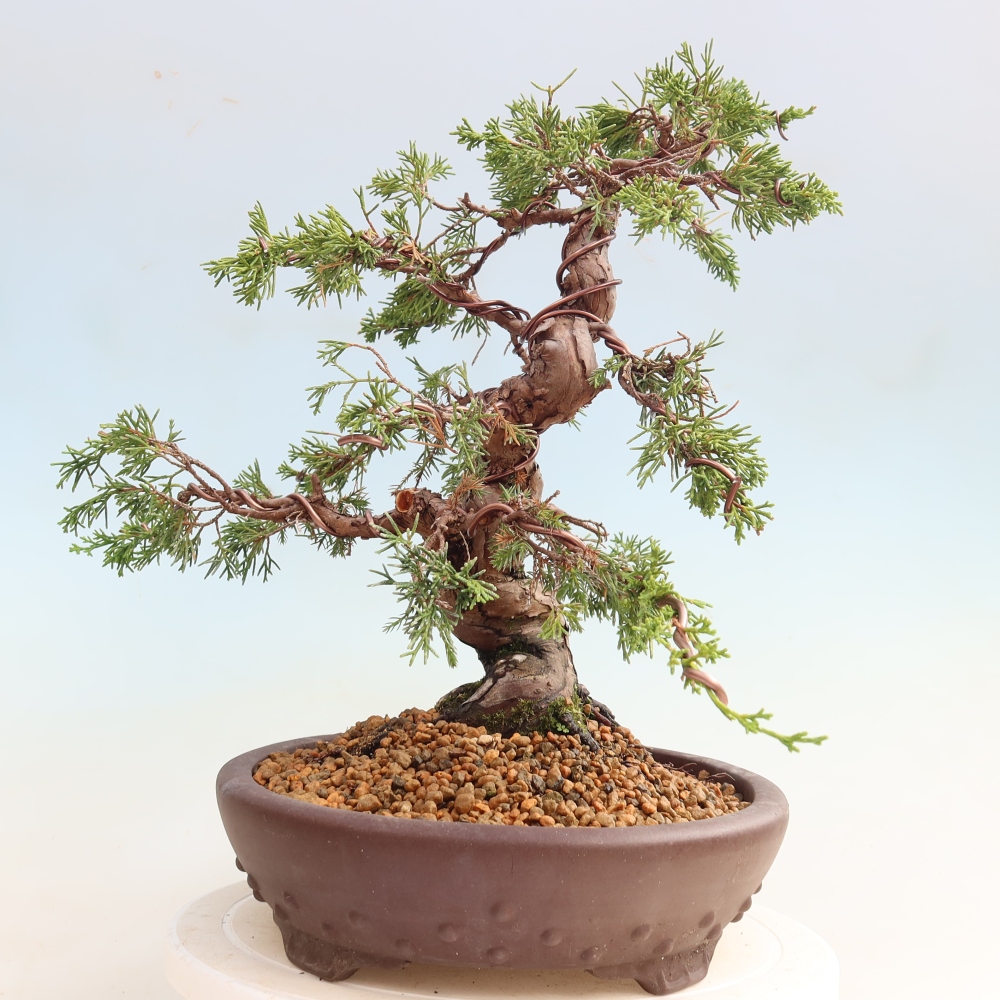 Outdoor Bonsai - Juniperus chinensis Itoigawa - Chinese Juniper