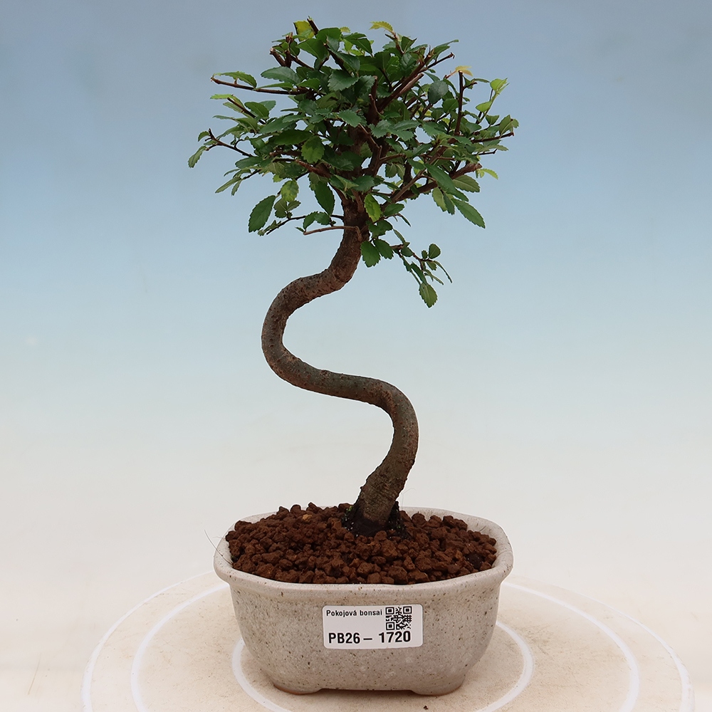 Room bonsai - Ulmus parvifolia - Small-leaved elm